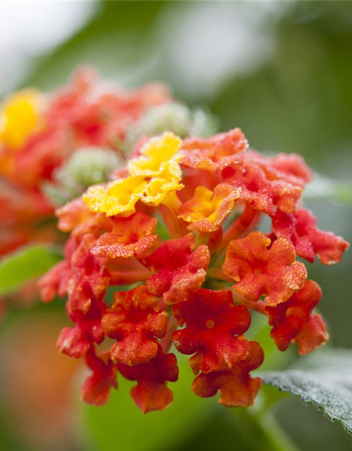 Lantana camara