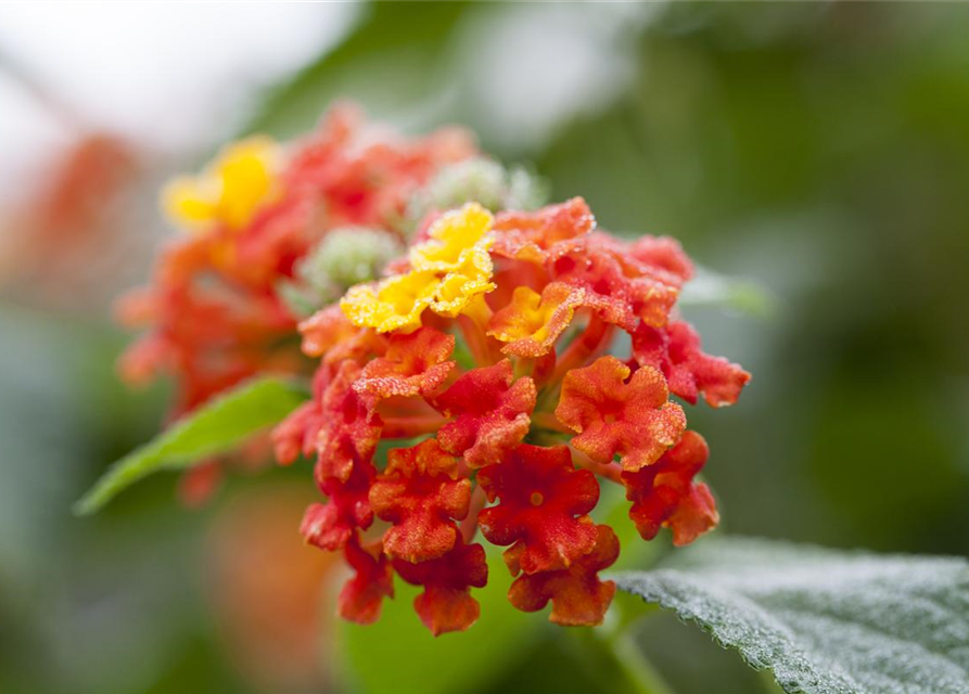 Lantana camara