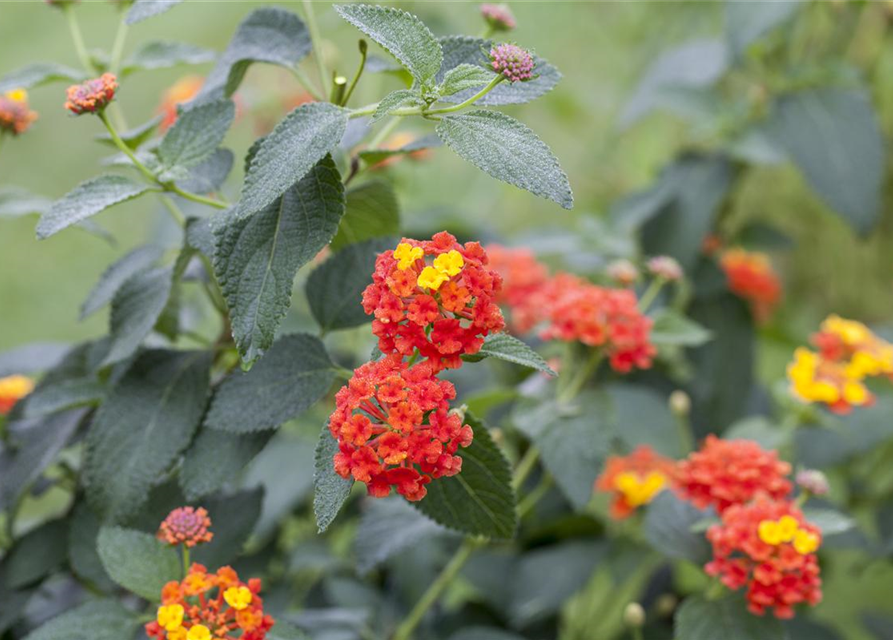 Lantana camara