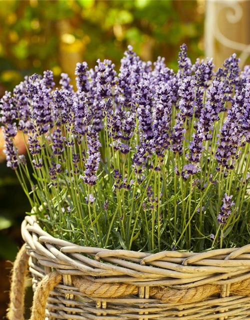 Lavandula angustifolia Valensole