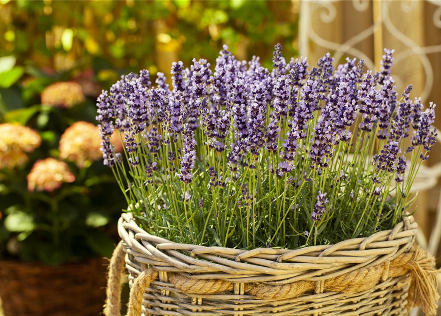 Lavandula angustifolia Valensole