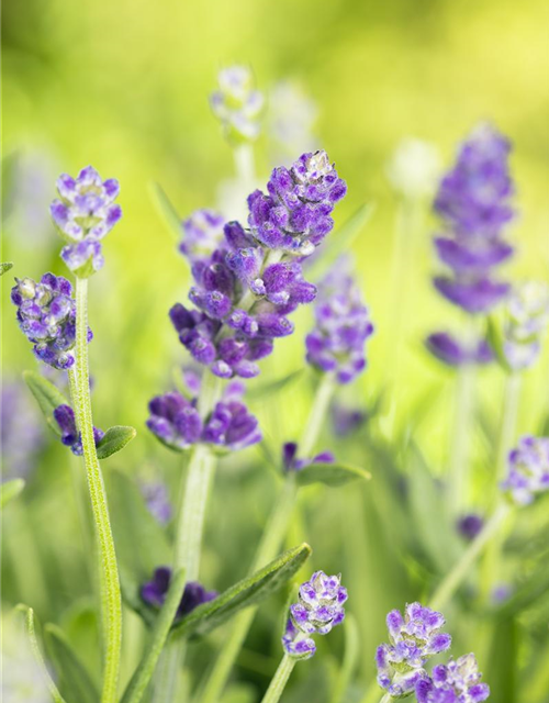 Lavandula angustiflia Essence Purple