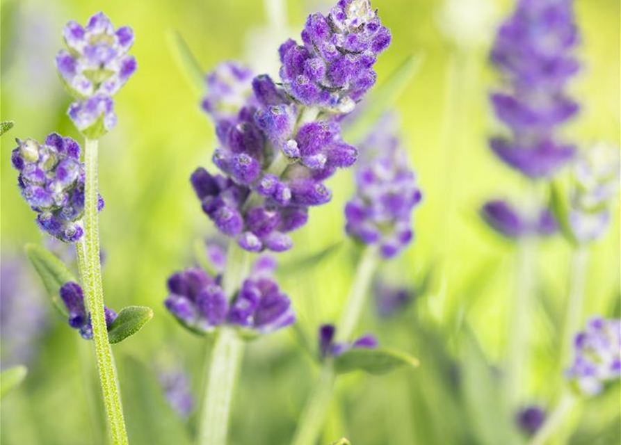 Lavandula angustiflia Essence Purple