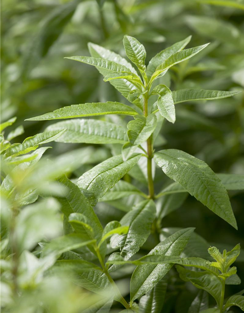 Aloysia triphylla