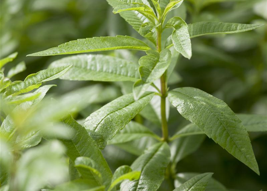 Aloysia triphylla