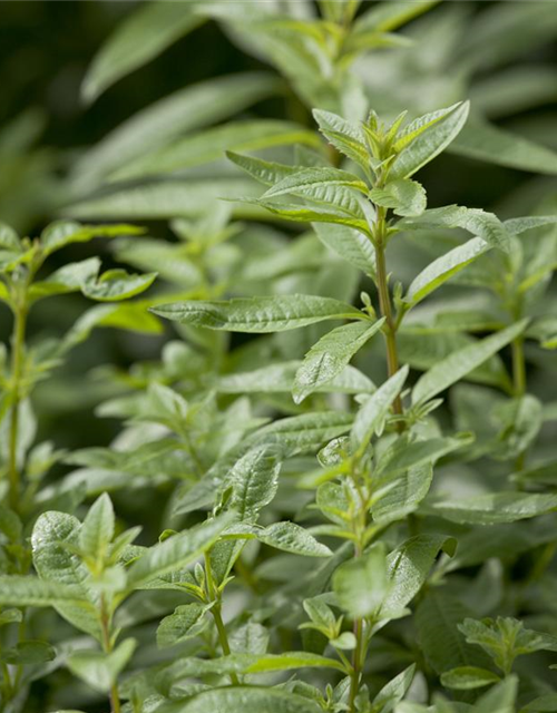 Aloysia triphylla