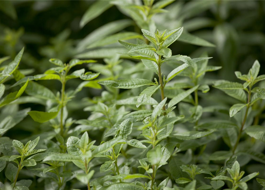 Aloysia triphylla