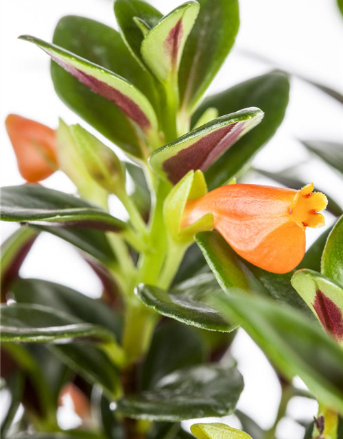 Nematanthus gregarius Miami