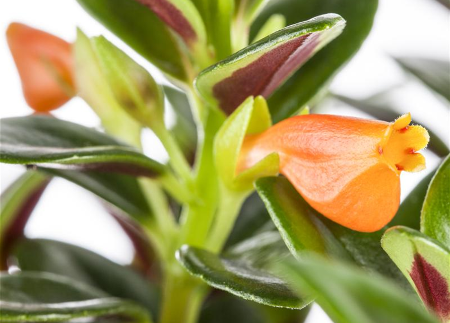 Nematanthus gregarius Miami