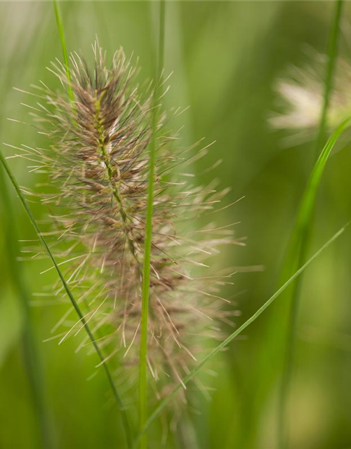 Pennisetum alope. Little Bunny