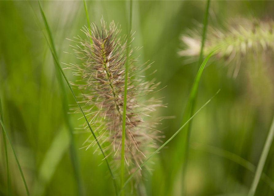 Pennisetum alope. Little Bunny