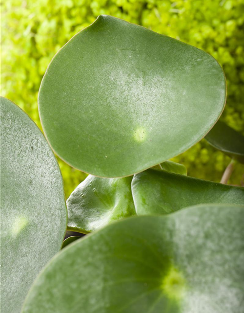 Pilea peperomioides