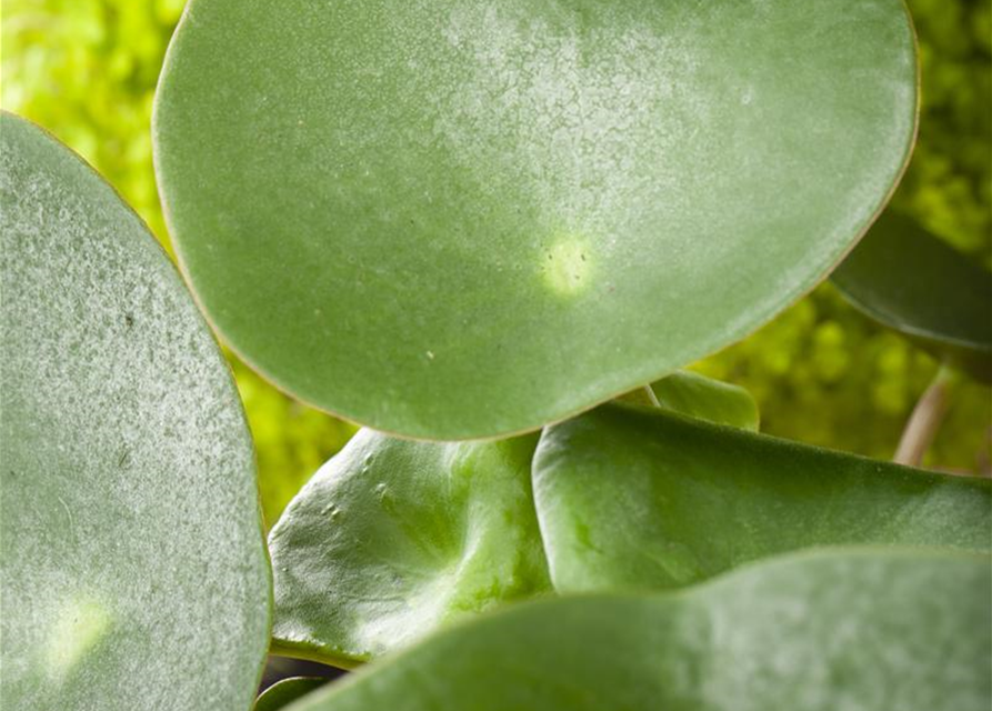 Pilea peperomioides