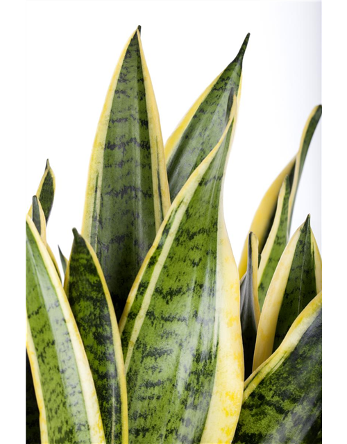 Sansevieria trifasciata Laurentii T14