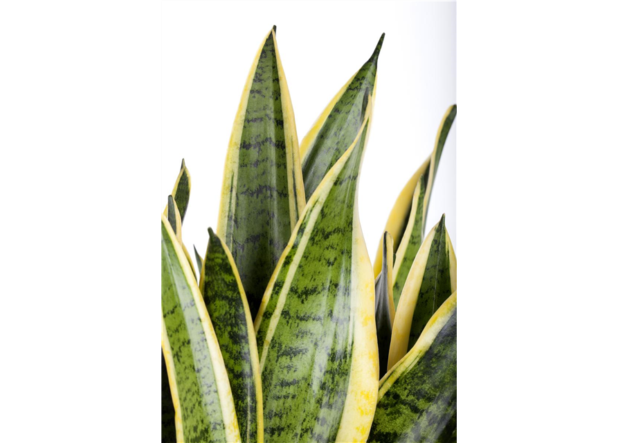 Sansevieria trifasciata Laurentii T14