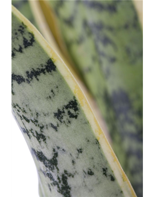 Sansevieria trifasciata Laurentii