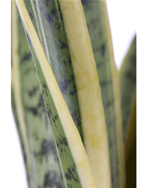 Sansevieria trifasciata Laurentii