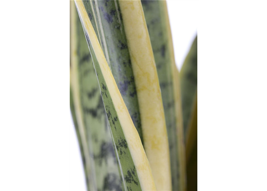 Sansevieria trifasciata Laurentii