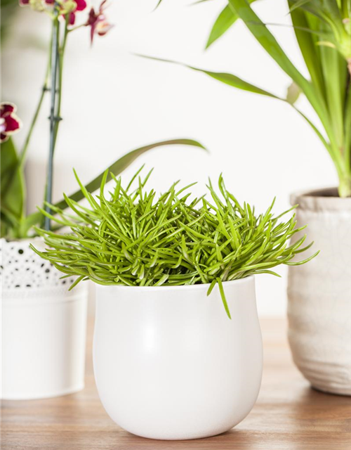 Senecio archeri Himalaya