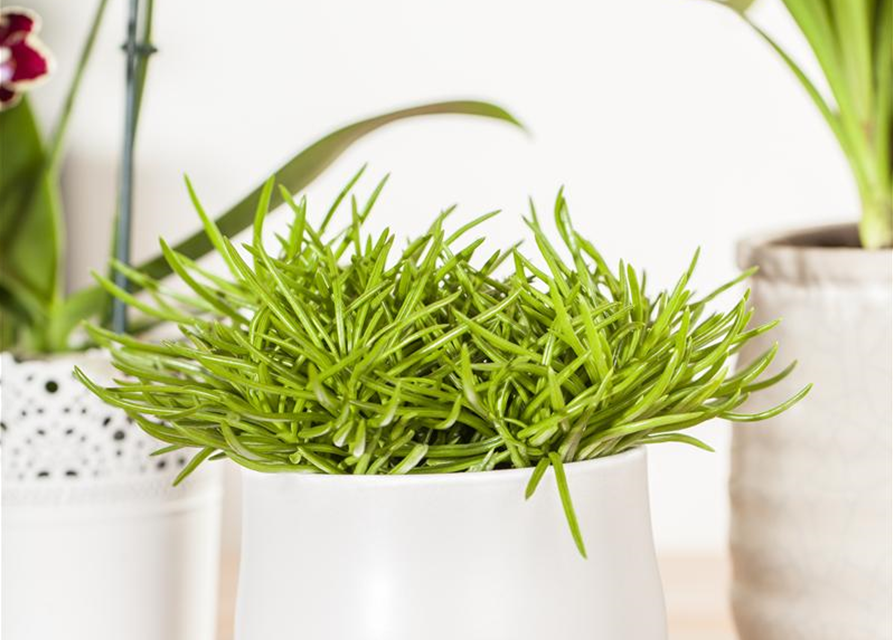 Senecio archeri Himalaya