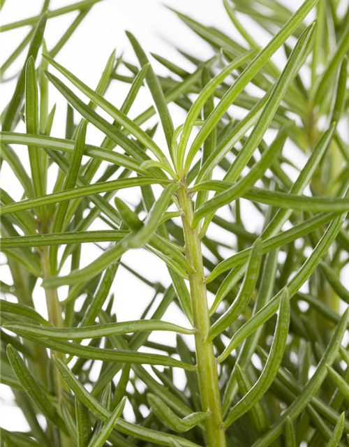 Senecio archeri Himalaya