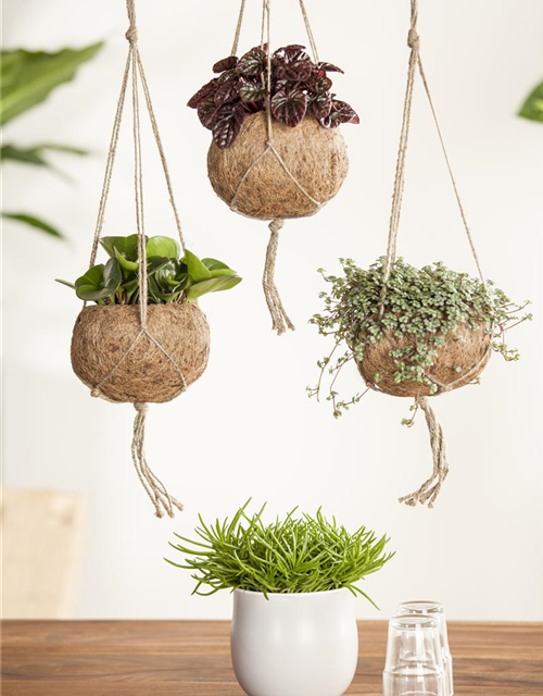 Senecio archeri Himalaya