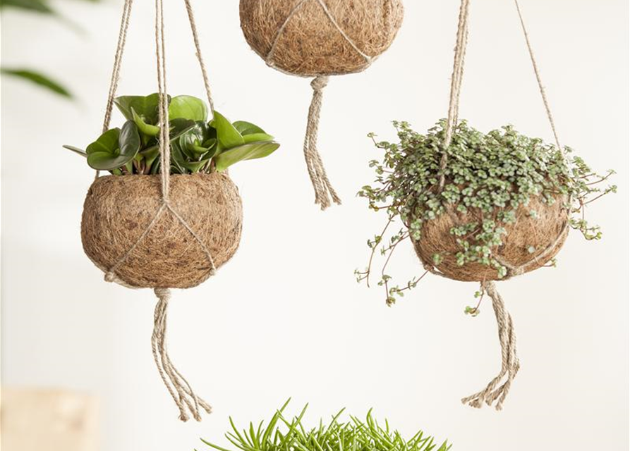 Senecio archeri Himalaya