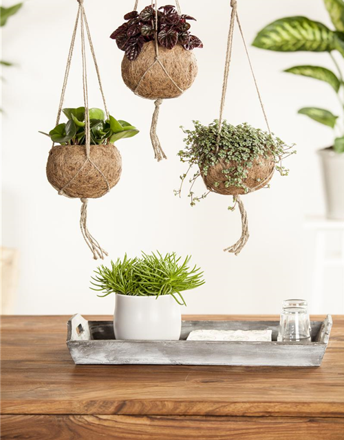 Senecio archeri Himalaya