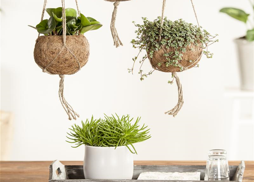 Senecio archeri Himalaya