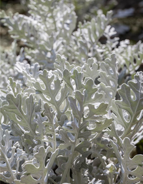 Senecio maritima