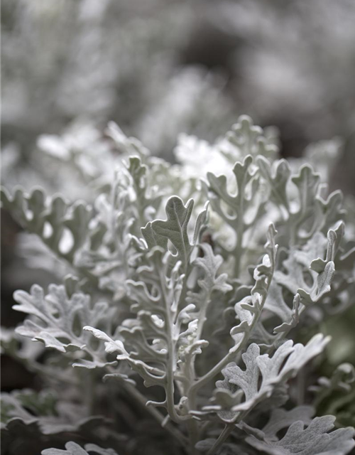 Senecio maritima