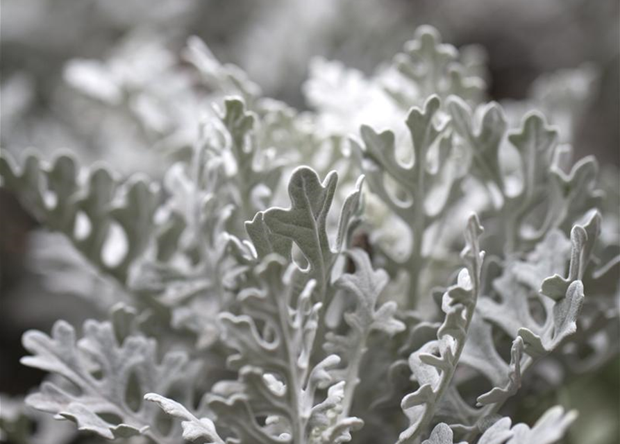 Senecio maritima