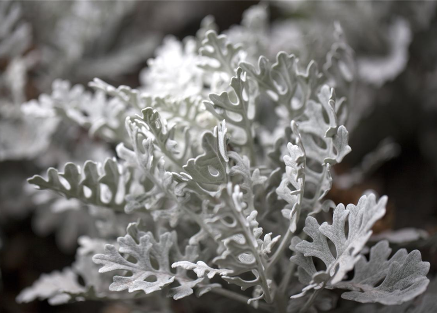 Senecio maritima