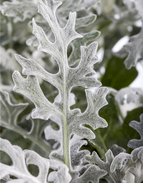 Senecio maritima