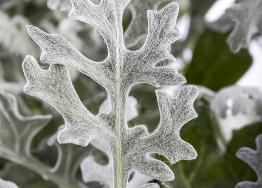 Senecio maritima