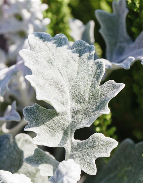 Senecio maritima