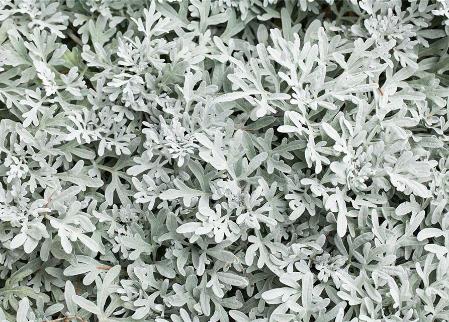 Senecio maritima