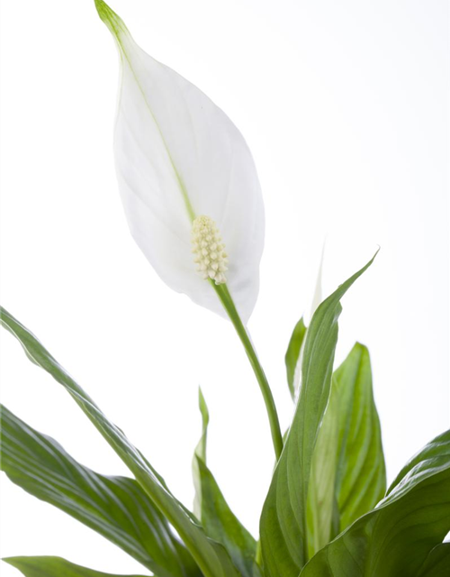 Spathiphyllum Chopin Mini