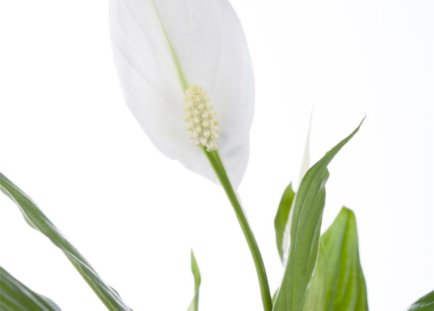 Spathiphyllum Chopin Mini