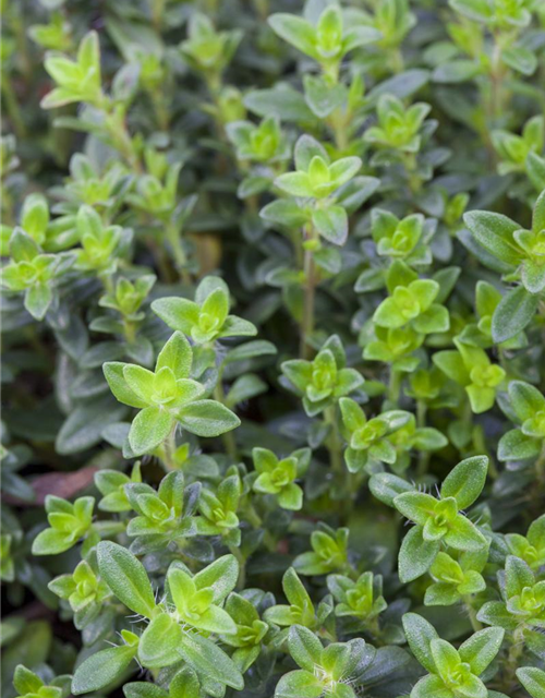 Thymus citriodorus Goldy