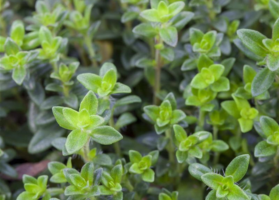 Thymus citriodorus Goldy