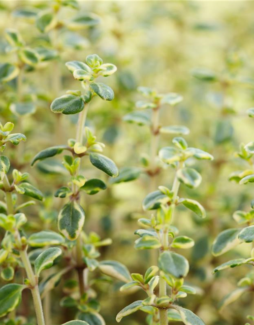 Thymus citriodorus Mystic Lemon