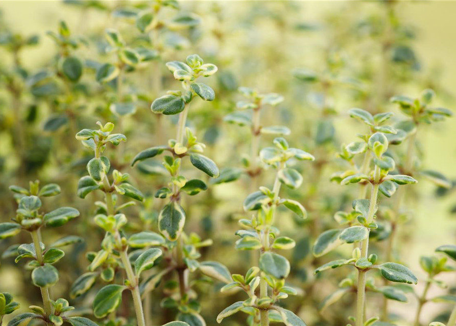 Thymus citriodorus Mystic Lemon