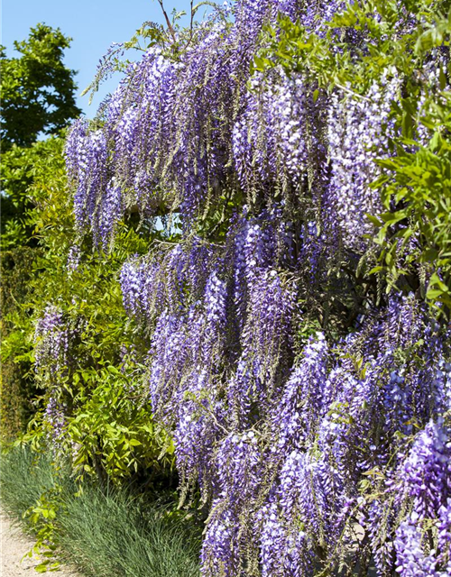 Wisteria floribunda Blau