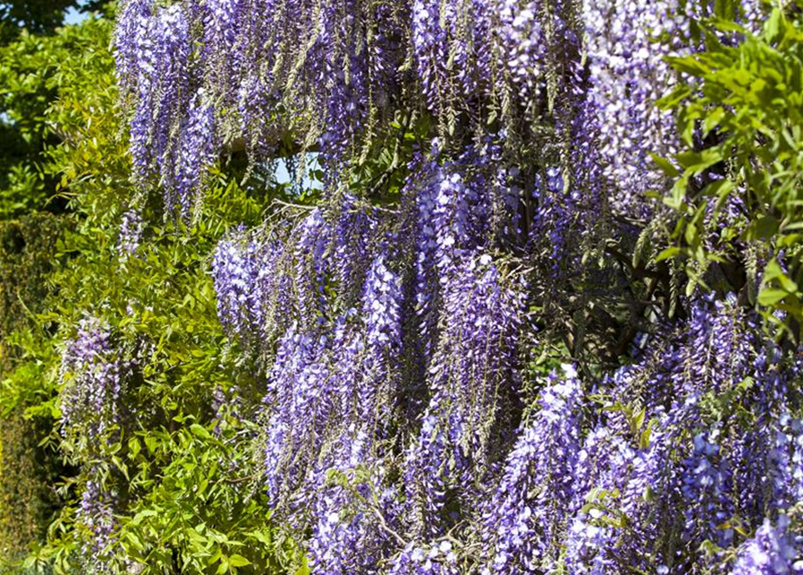 Wisteria floribunda Blau