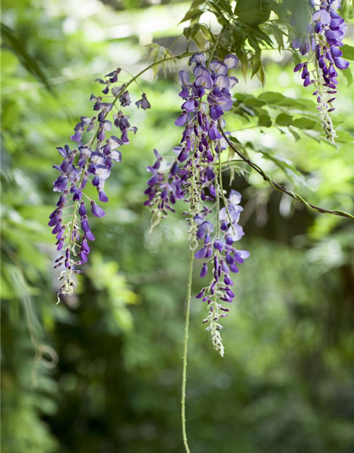 Wisteria floribunda Blau