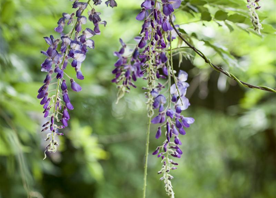 Wisteria floribunda Blau