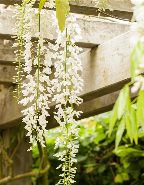 Wisteria floribunda Rosa