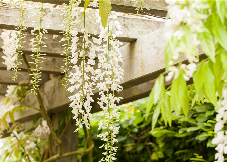 Wisteria floribunda Rosa