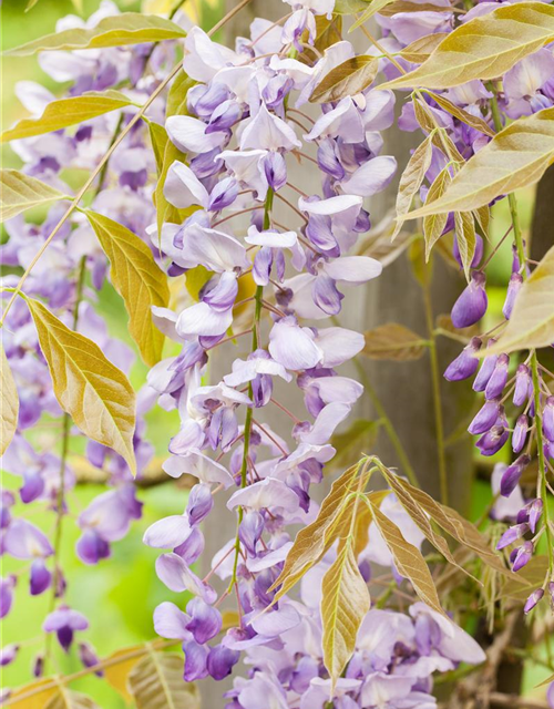 Wisteria floribunda Blau